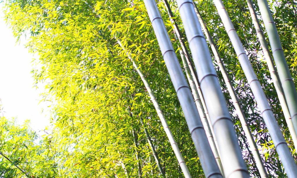 京都観光写真7