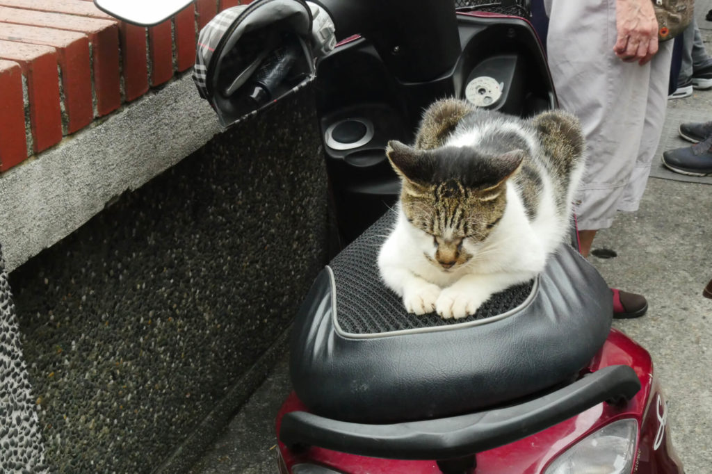 九份 ノラ猫