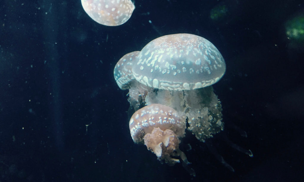 大洗水族館 クラゲ