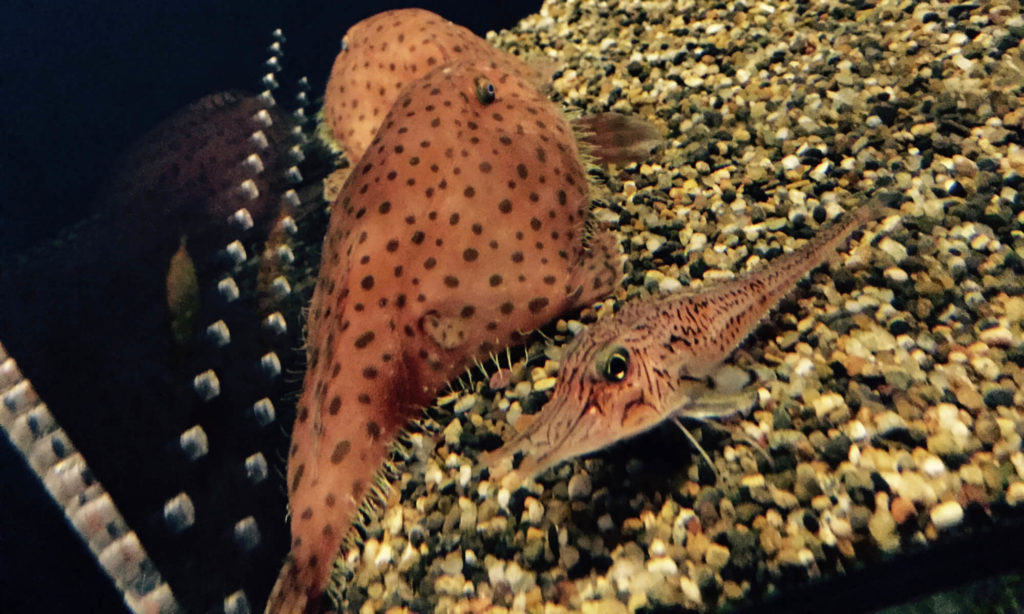 大洗水族館 魚