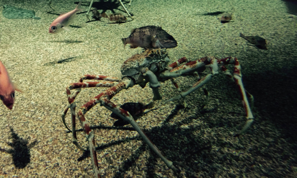 大洗水族館 カニ