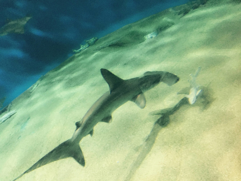 大洗水族館