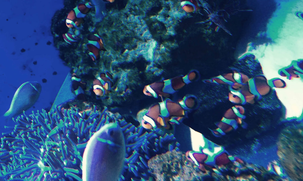 大洗水族館