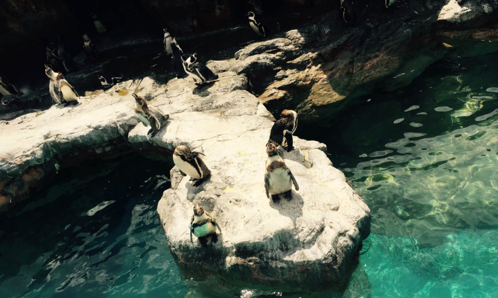 大洗水族館