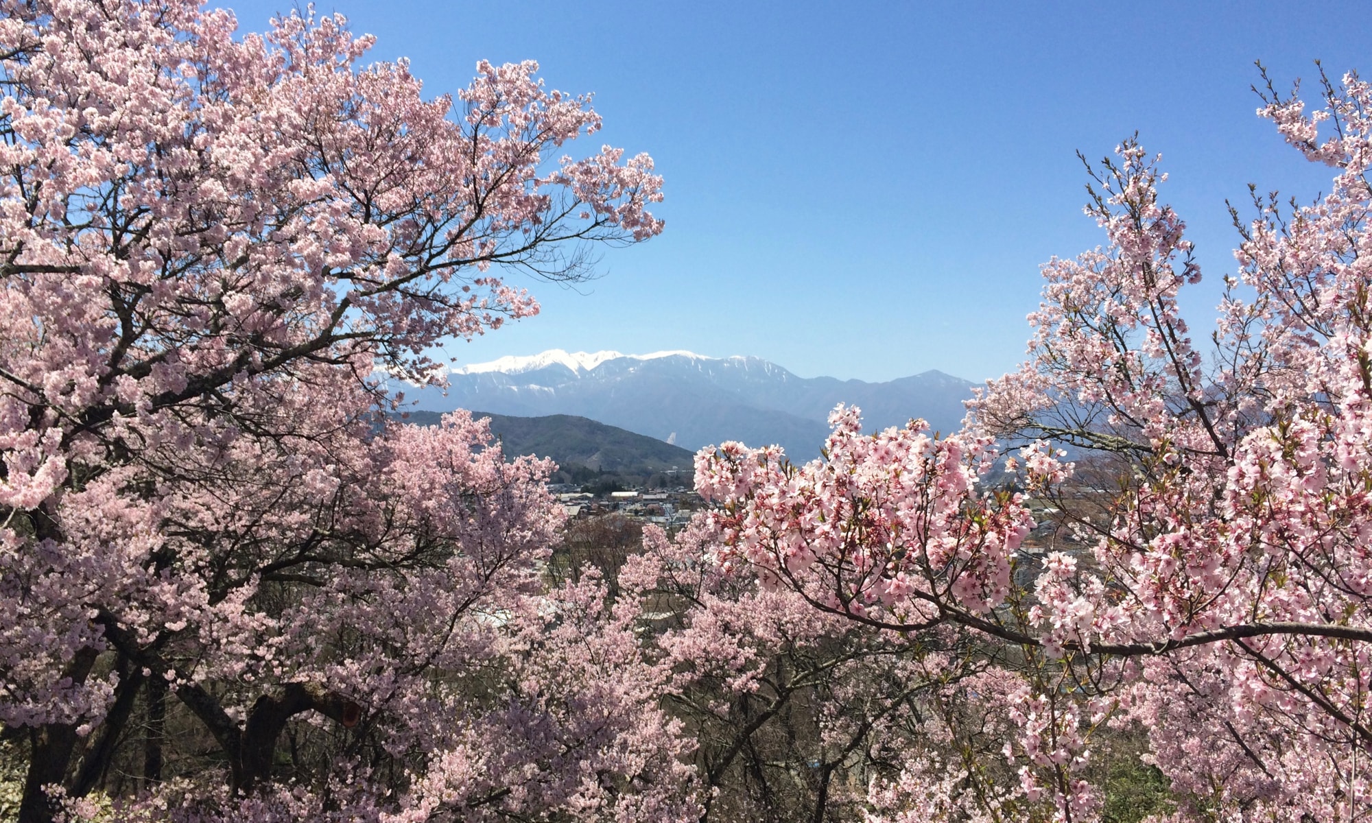 体験者が語る 高遠城址公園の桜を見る前に知っておくべき情報 Pokke Magazine