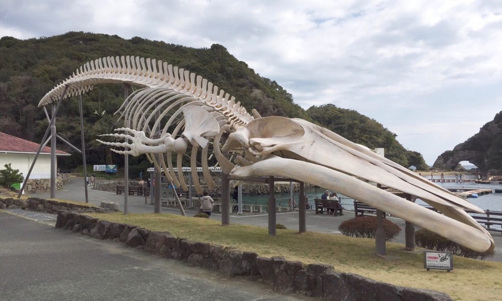 くじら博物館 シロナガスクジラ