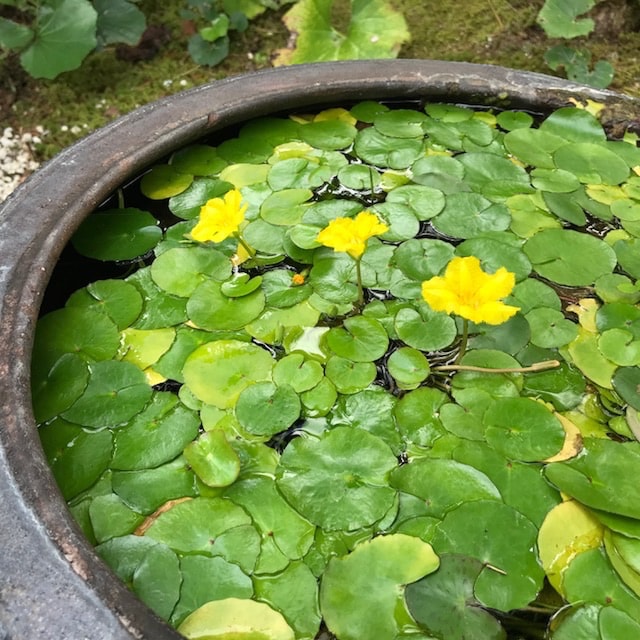水盆