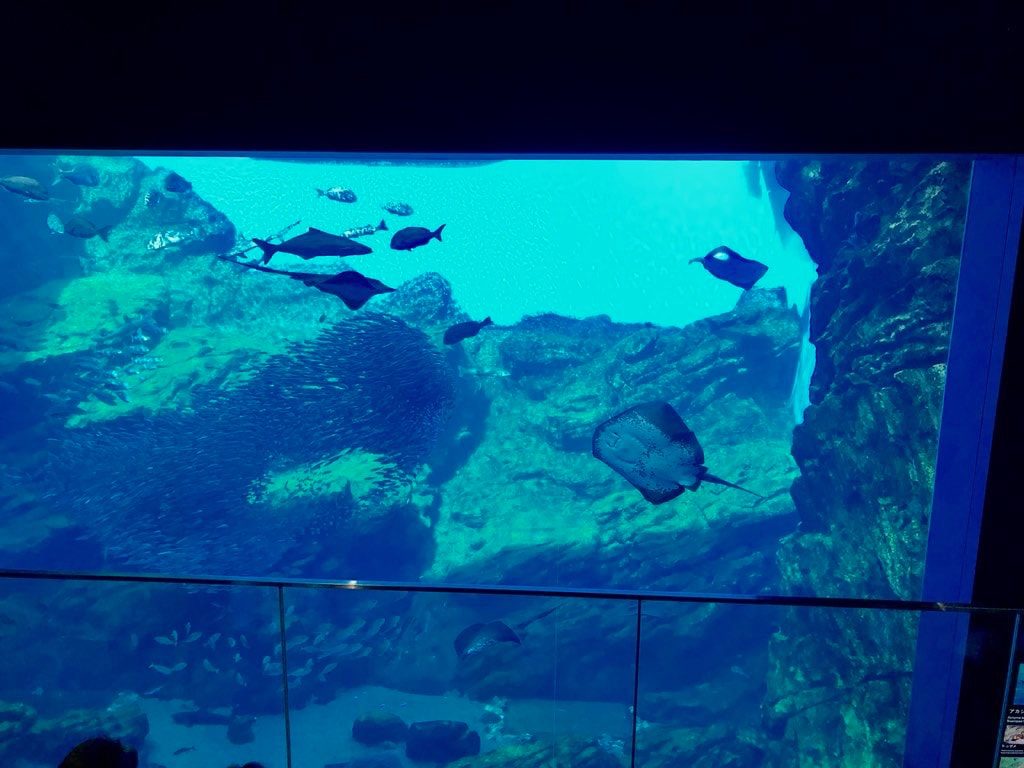 仙台うみの杜水族館