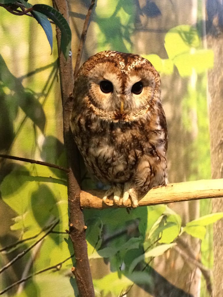 倉敷 デート