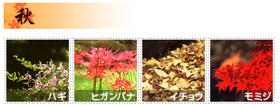 三渓園　秋の花