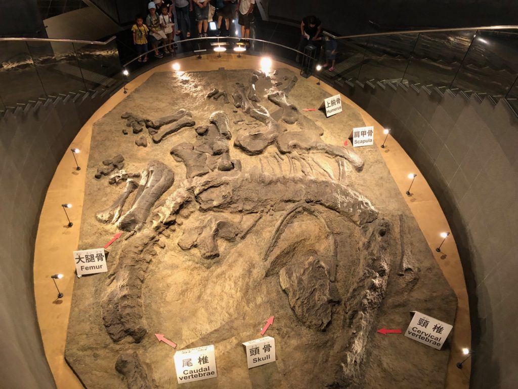 福井県立恐竜博物館